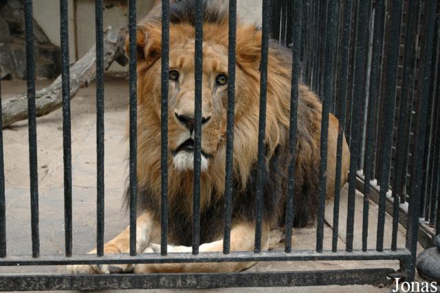 06.09.2008: Guided tour at Wrocław Zoo