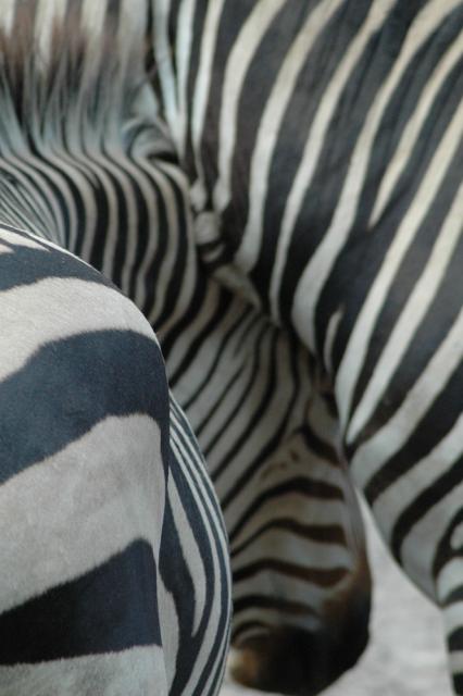 04.09.2010: Guided tour at Zoo Landau in der Pfalz