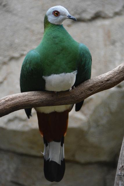 06.09.2014: Guided tour at Kölner Zoo