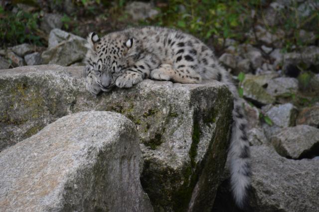 06.09.2014: Guided tour at Zoologischer Stadgarten Karlsruhe