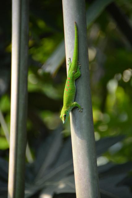 10.09.2016 Guided tour at Zoo Zürich