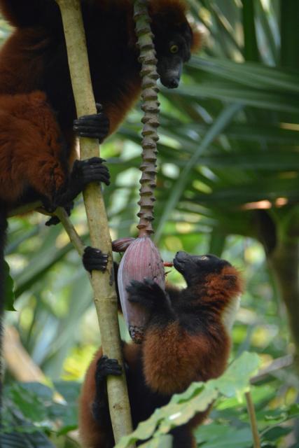 10.09.2016 Guided tour at Zoo Zürich
