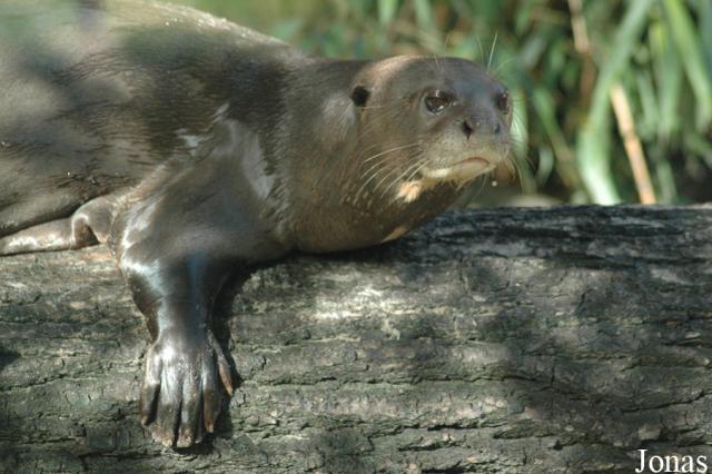 01.09.2007: Guided tour at Tierpark Hagenbeck