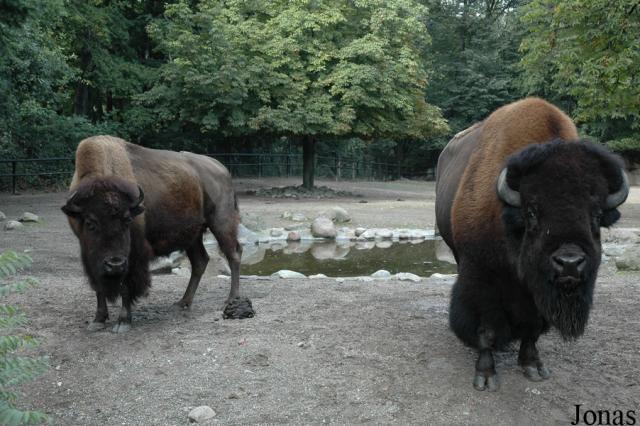 01.09.2007: Guided tour at Tierpark Hagenbeck