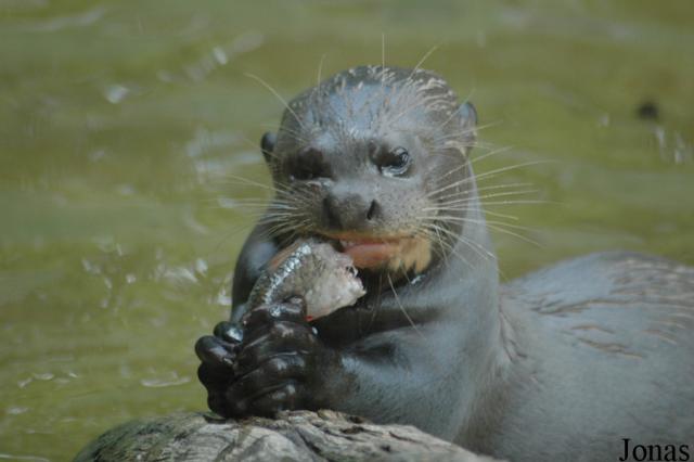 01.09.2007: Guided tour at Tierpark Hagenbeck